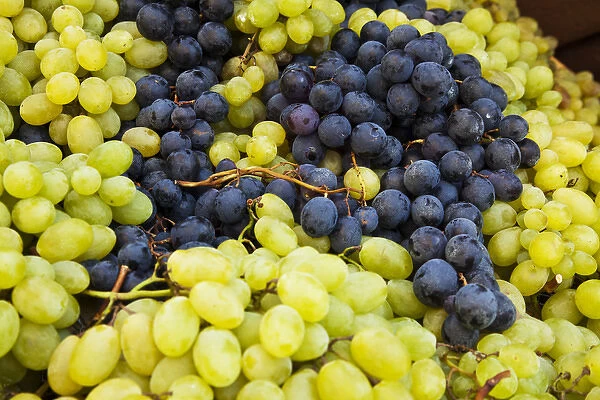 Europe; Italy; Tuscasny; Impruneta; Harvest Festival; Harvested Fresh Grapes from the
