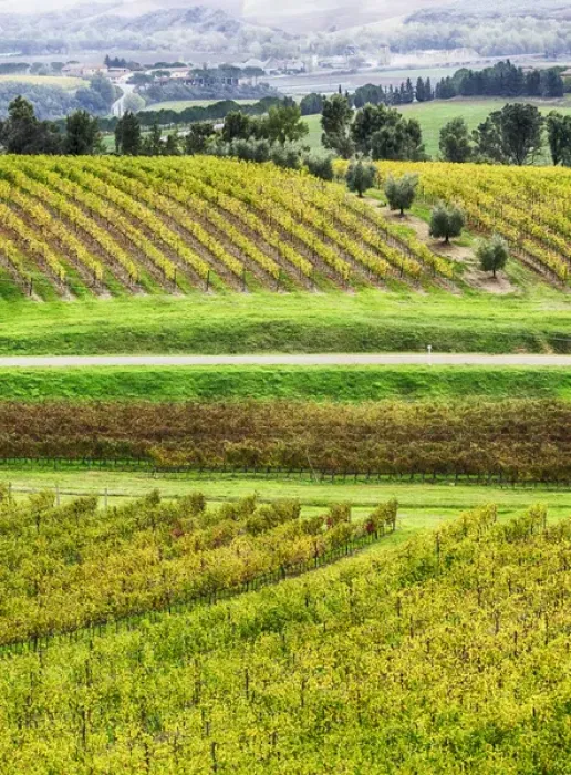 Framed Print : Europe; Italy; Tuscsany; Autumn Vineyards in Southern Tuscany