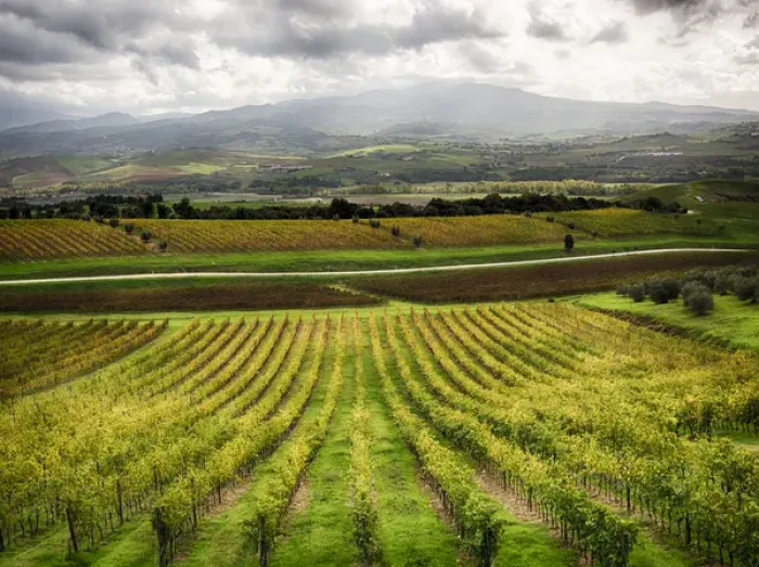 Framed Print : Europe; Italy; Tuscsany; Autumn Vineyards in Southern Tuscany Framed Print : Europe; Italy; Tuscsany; Autumn Vineyards in Southern Tuscany
