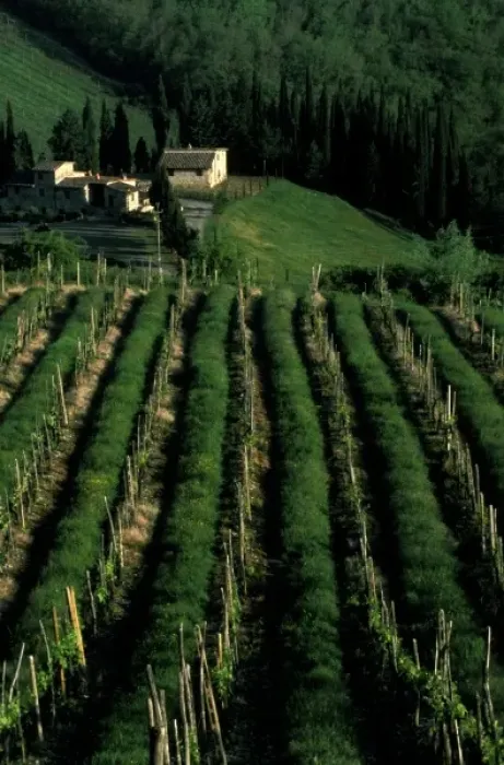 Framed Print : Europe, Italy, Umbra. Scenic wine vineyard rows Framed Print : Europe, Italy, Umbra. Scenic wine vineyard rows