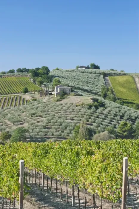 Framed Print : Europe, Italy, Umbria, near Montefalco, Vineyards & Olive Goves