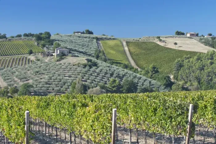 Framed Print : Europe, Italy, Umbria, near Montefalco, Vineyards & Olive Goves