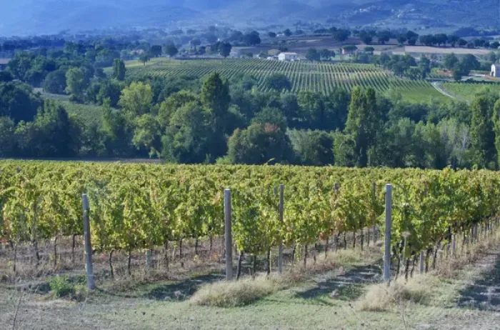 Framed Print : Europe, Italy, Umbria, near Montefalco, Vineyard Framed Print : Europe, Italy, Umbria, near Montefalco, Vineyard