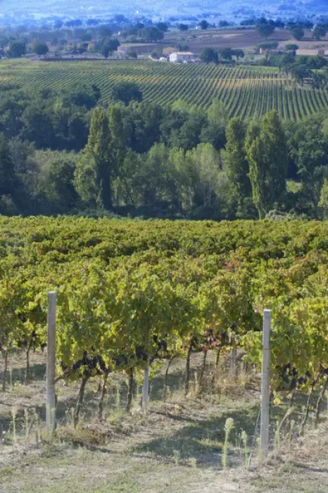 Framed Print : Europe, Italy, Umbria, near Montefalco, Vineyard Framed Print : Europe, Italy, Umbria, near Montefalco, Vineyard