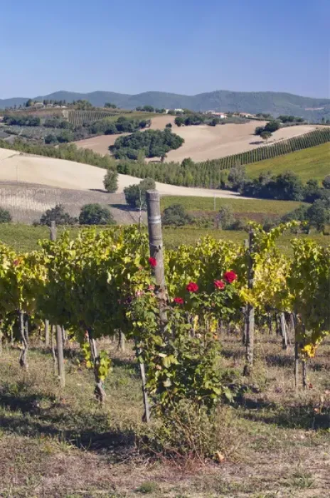 Framed Print : Europe, Italy, Umbria, near Montefalco, Vineyard Framed Print : Europe, Italy, Umbria, near Montefalco, Vineyard