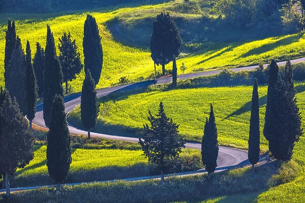 Europe, Italy, Val d Orcia. Cypress trees line winding road