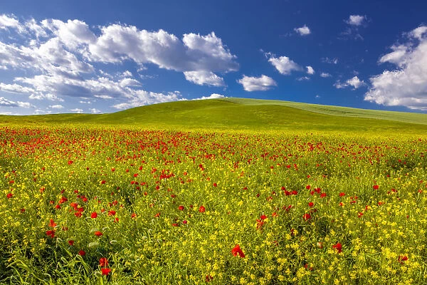 Europe, Italy, Val d Orcia. poppies and rapeseed Credit as: Jim Nilsen  /  Jaynes