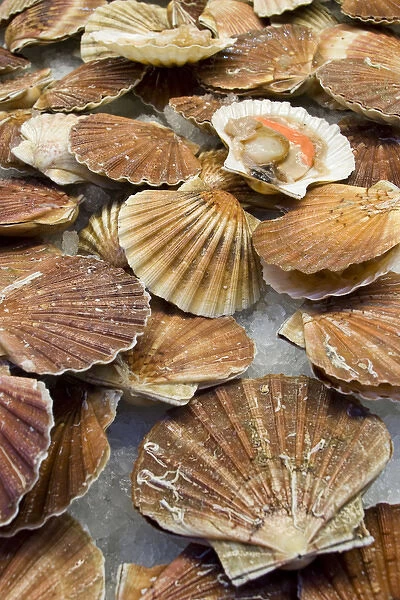 Europe, Italy, Venice. Display of fresh scallops for sale at a fish market. Credit as