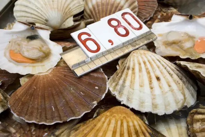 Framed Print : Europe, Italy, Venice. Fresh scallops for sale in the market. Credit as: Wendy Kaveney Framed Print : Europe, Italy, Venice. Fresh scallops for sale in the market. Credit as: Wendy Kaveney