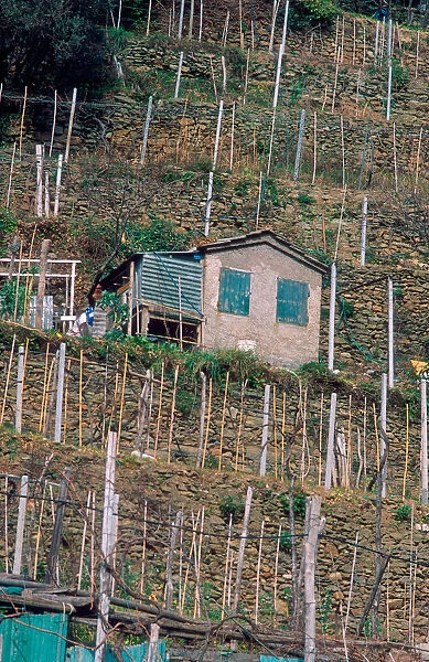 Europe, Italy, Veranzza. Terraced vineyard