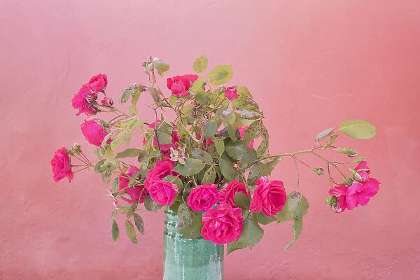 Europe, Italy, Vernazza. Roses in vase. Credit as: Jim Nilsen  /  Jaynes Gallery  /  DanitaDelimont