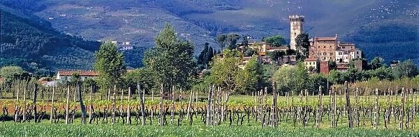 Europe, Italy, Vicopisano. A small vineyard grows below the Tuscan village of Vicopisano