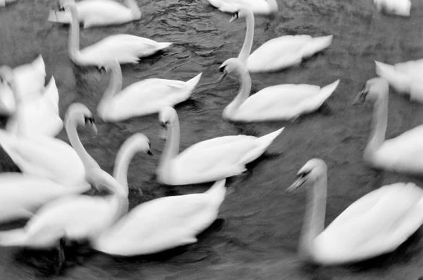 Europe, Lucerne, Switzerland. Swans on the Reuss River