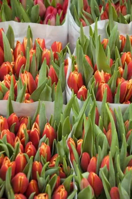 Framed Print : Europe, The Netherlands (aka Holland), Amsterdam. Bloemenmark (aka floating flower market) Framed Print : Europe, The Netherlands (aka Holland), Amsterdam. Bloemenmark (aka floating flower market)
