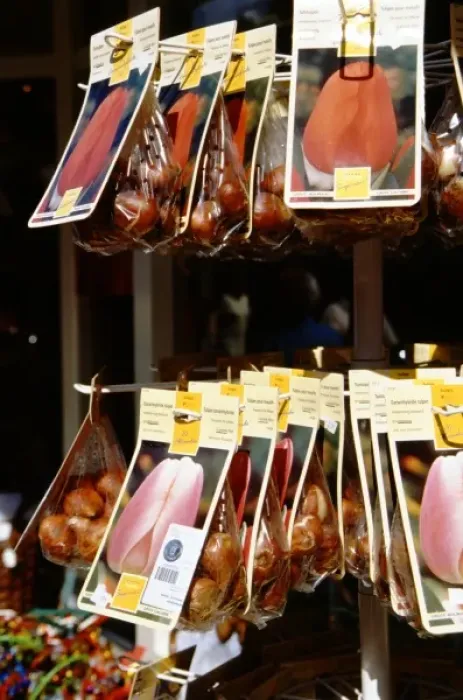 Framed Print : Europe, The Netherlands (aka Holland), Amsterdam. Typical tulip bulbs for sale in Amsterdam