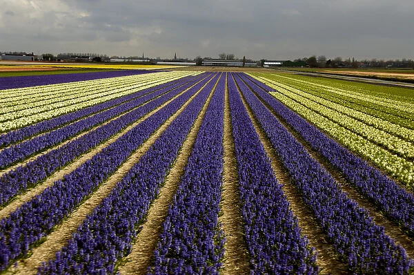Europe, The Netherlands (aka Holland), Lisse. Colorful Spring hyacinth fields of