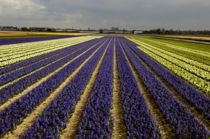 Framed Print : Europe, The Netherlands (aka Holland), Lisse. Colorful Spring hyacinth fields of Framed Print : Europe, The Netherlands (aka Holland), Lisse. Colorful Spring hyacinth fields of