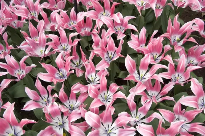 Framed Print : Europe, The Netherlands (aka Holland), Lisse. Keukenhof Gardens, the world s