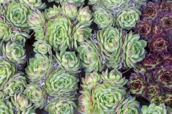 Framed Print : Europe, Netherlands, Amsterdam. Close-up of succulents. Credit as Framed Print : Europe, Netherlands, Amsterdam. Close-up of succulents. Credit as