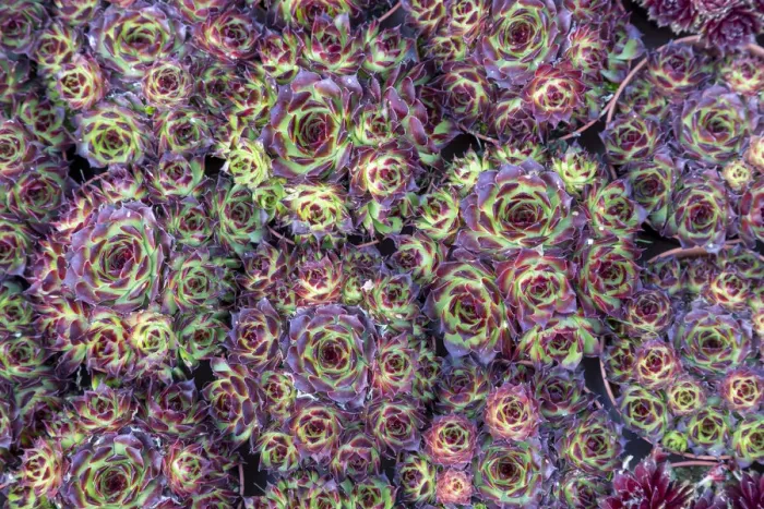 Framed Print : Europe, Netherlands, Amsterdam. Close-up of succulents. Credit as Framed Print : Europe, Netherlands, Amsterdam. Close-up of succulents. Credit as