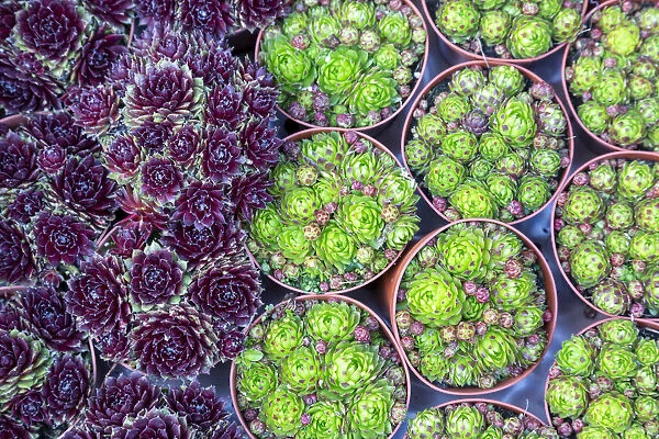 Europe, Netherlands, Amsterdam. Close-up of succulents. Credit as
