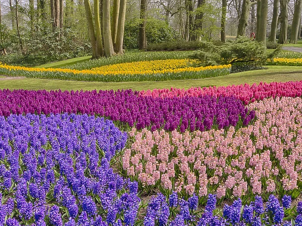 Europe; Netherlands; Flower Displays at keukenhof gardens