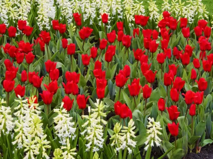 Framed Print : Europe; Netherlands; Flower Displays at keukenhof gardens