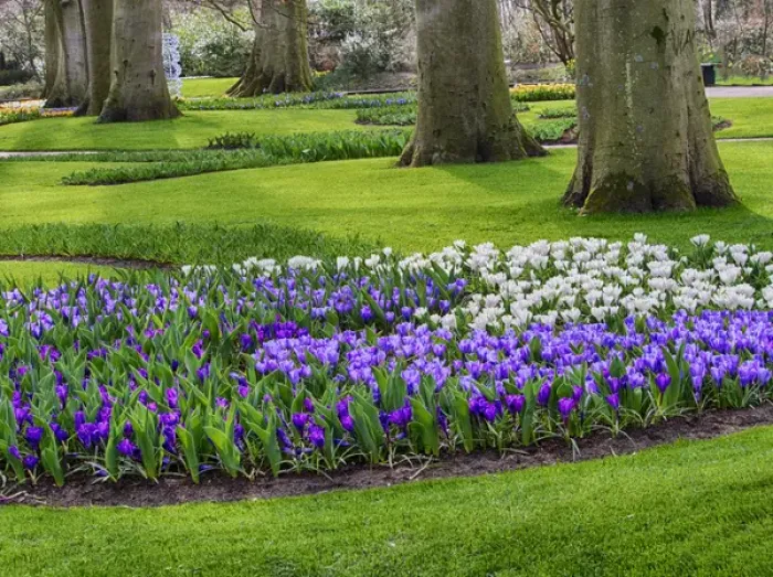 Framed Print : Europe; Netherlands; Flower Displays at keukenhof gardens Framed Print : Europe; Netherlands; Flower Displays at keukenhof gardens