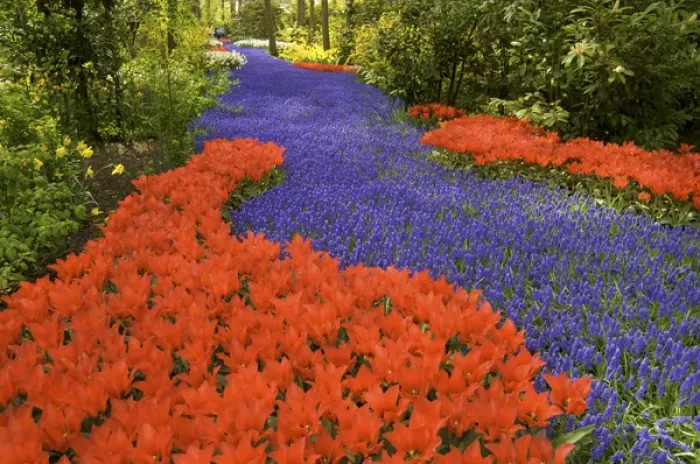 Framed Print : Europe, Netherlands, Holland, Lisse, Keukenhof Gardens in spring, a carpet of purple Framed Print : Europe, Netherlands, Holland, Lisse, Keukenhof Gardens in spring, a carpet of purple