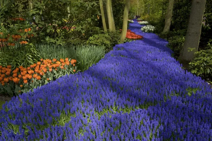 Framed Print : Europe, Netherlands, Holland, Lisse, Keukenhof Gardens in spring, a carpet of purple Framed Print : Europe, Netherlands, Holland, Lisse, Keukenhof Gardens in spring, a carpet of purple