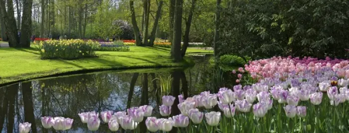 Framed Print : Europe, Netherlands, Holland, Lisse, Keukenhof Gardens in spring Framed Print : Europe, Netherlands, Holland, Lisse, Keukenhof Gardens in spring