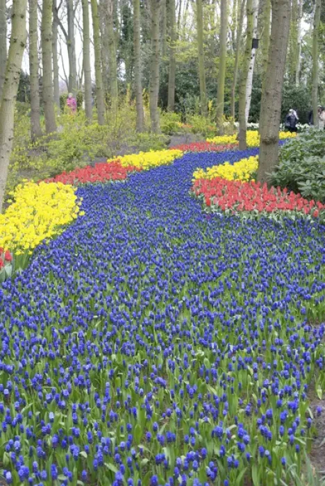 Framed Print : Europe, Netherlands, Holland, Lisse, Keukenhof Gardens