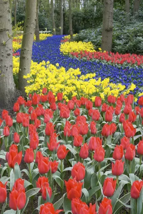 Framed Print : Europe, Netherlands, Holland, Lisse, Keukenhof Gardens