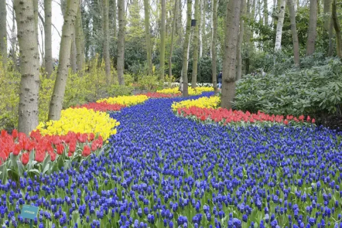 Framed Print : Europe, Netherlands, Holland, Lisse, Keukenhof Gardens Framed Print : Europe, Netherlands, Holland, Lisse, Keukenhof Gardens