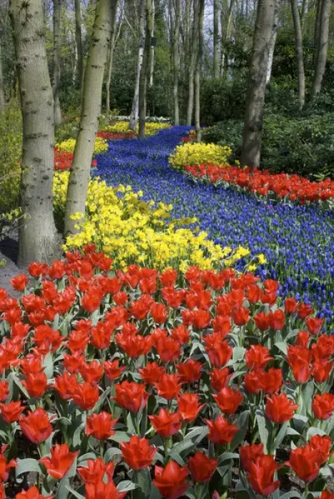 Framed Print : Europe, Netherlands, Holland, Lisse, Keukenhof Gardens Framed Print : Europe, Netherlands, Holland, Lisse, Keukenhof Gardens