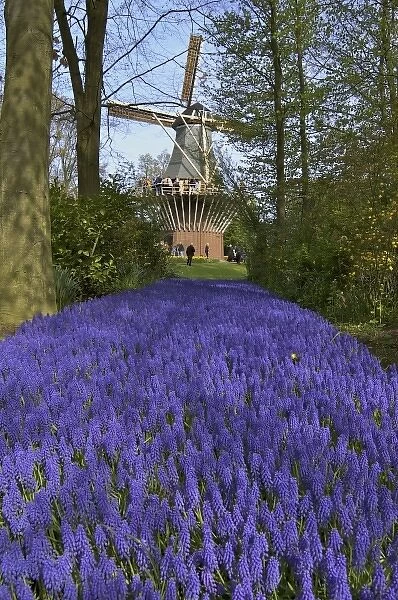 Europe, Netherlands, Holland, Lisse, Keukenhof Gardens in spring, a carpet of purple