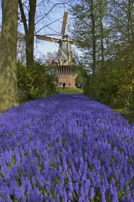 Framed Print : Europe, Netherlands, Holland, Lisse, Keukenhof Gardens in spring, a carpet of purple