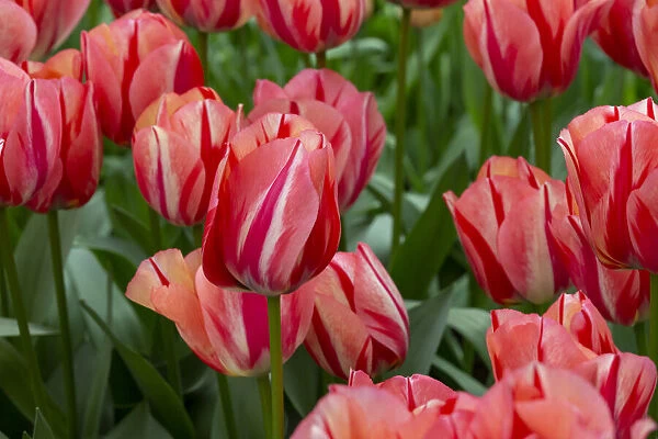 Europe, Netherlands, Holland. Pink tulips at Keukenhof Gardens