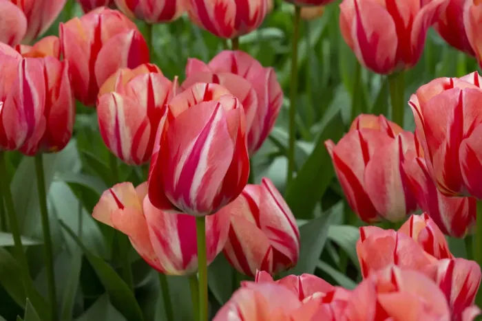 Framed Print : Europe, Netherlands, Holland. Pink tulips at Keukenhof Gardens
