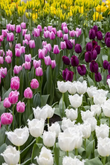 Framed Print : Europe, Netherlands, Holland. Tulip display at Keukenhof Gardens