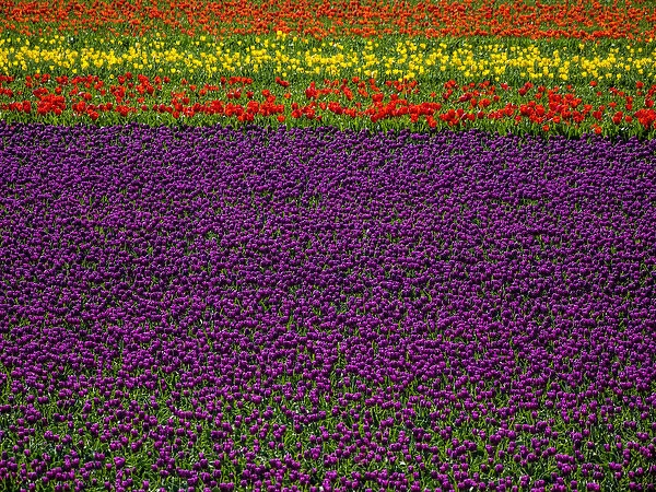 Europe; Netherlands; Kop van Noord-Holland; Tulip Flower Fields with multi colors in Holland