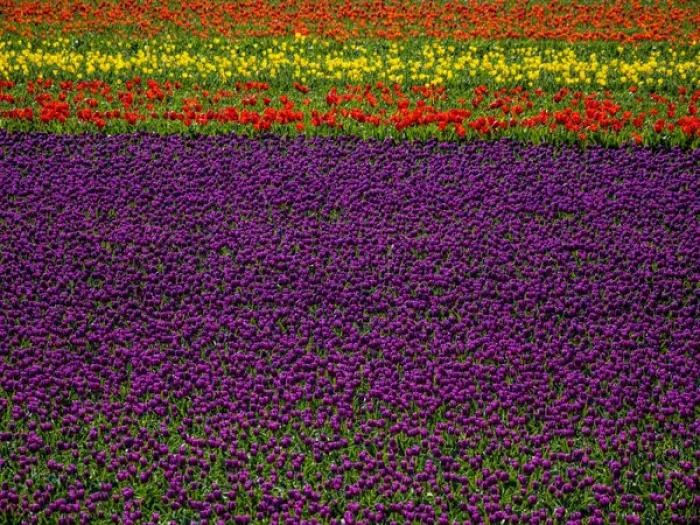 Framed Print : Europe; Netherlands; Kop van Noord-Holland; Tulip Flower Fields with multi colors in Holland Framed Print : Europe; Netherlands; Kop van Noord-Holland; Tulip Flower Fields with multi colors in Holland
