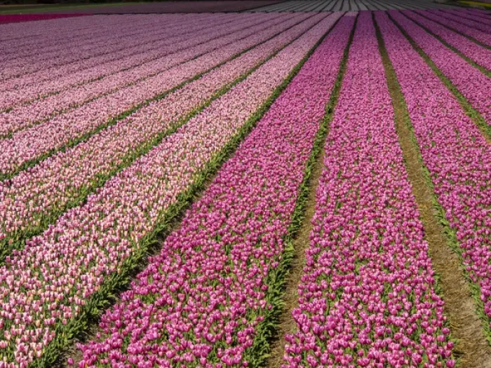 Framed Print : Europe; Netherlands; Kop van Noord-Holland; Tulip Flower Fields with multi colors in Holland