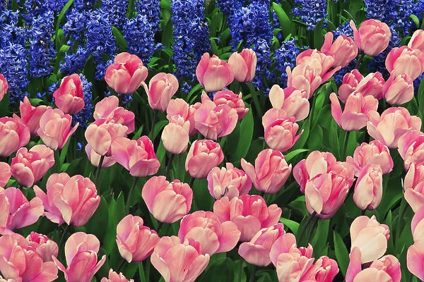 Europe, The Netherlands, Lisse. Close-up of flowers at Keukenhof Gardens. Credit as