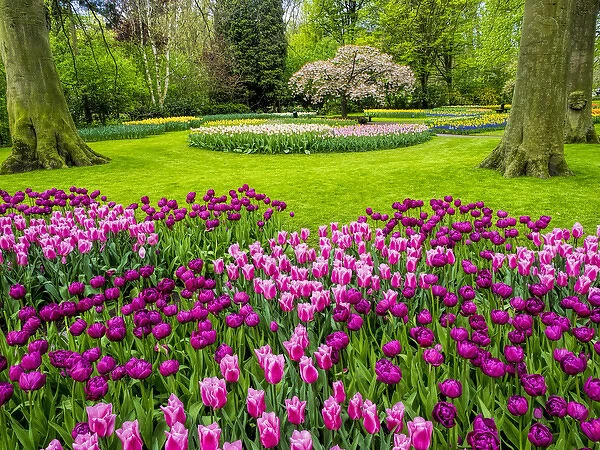 Europe; Netherlands; Lisse; Keukenhof Gardens; Keukenhof Gardens with Tulip Blooms Surounded
