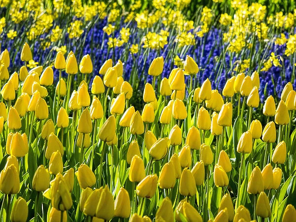 Europe; Netherlands; Lisse; Keukenhof Gardens; Keukenhof Gardens with Tulip Blooms
