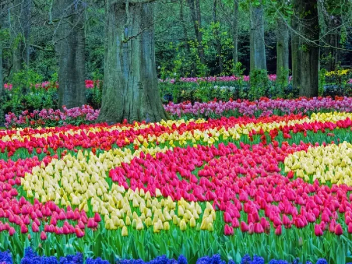 Framed Print : Europe; Netherlands; Lisse; Keukenhof Gardens; Keukenhof Gardens with Tulip Blooms Surounded Framed Print : Europe; Netherlands; Lisse; Keukenhof Gardens; Keukenhof Gardens with Tulip Blooms Surounded