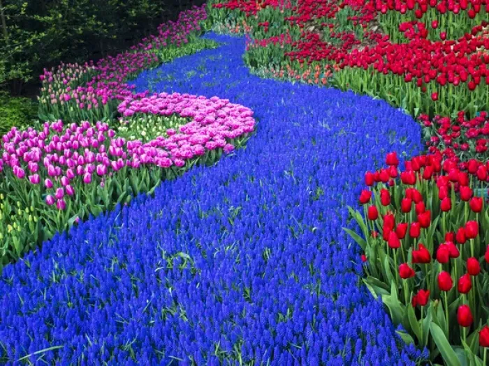 Framed Print : Europe; Netherlands; Lisse; Keukenhof Gardens; Keukenhof Gardens with Tulip Blooms Surounded Framed Print : Europe; Netherlands; Lisse; Keukenhof Gardens; Keukenhof Gardens with Tulip Blooms Surounded