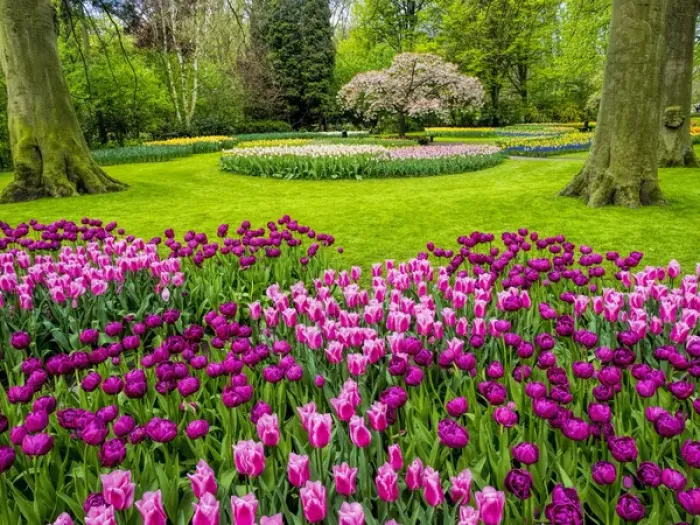 Framed Print : Europe; Netherlands; Lisse; Keukenhof Gardens; Keukenhof Gardens with Tulip Blooms Surounded Framed Print : Europe; Netherlands; Lisse; Keukenhof Gardens; Keukenhof Gardens with Tulip Blooms Surounded