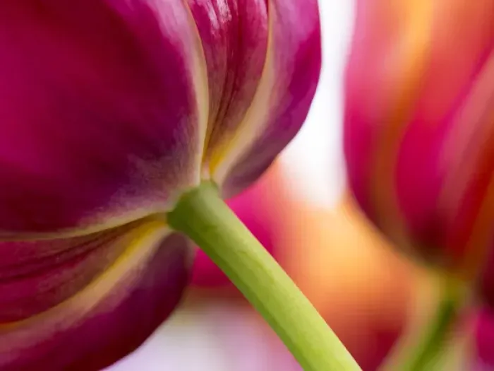 Framed Print : Europe; Netherlands; Lisse; Keukenhof Gardens; Tulip Closeups with Selective Focus